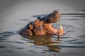 127 Zambia, South Luangwa NP, nijlpaard